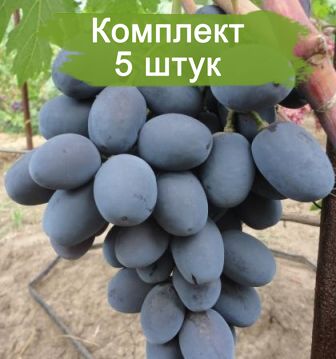Комплект 5шт
 / Виноград Фуршетный (Средний/Фиолетовый)
