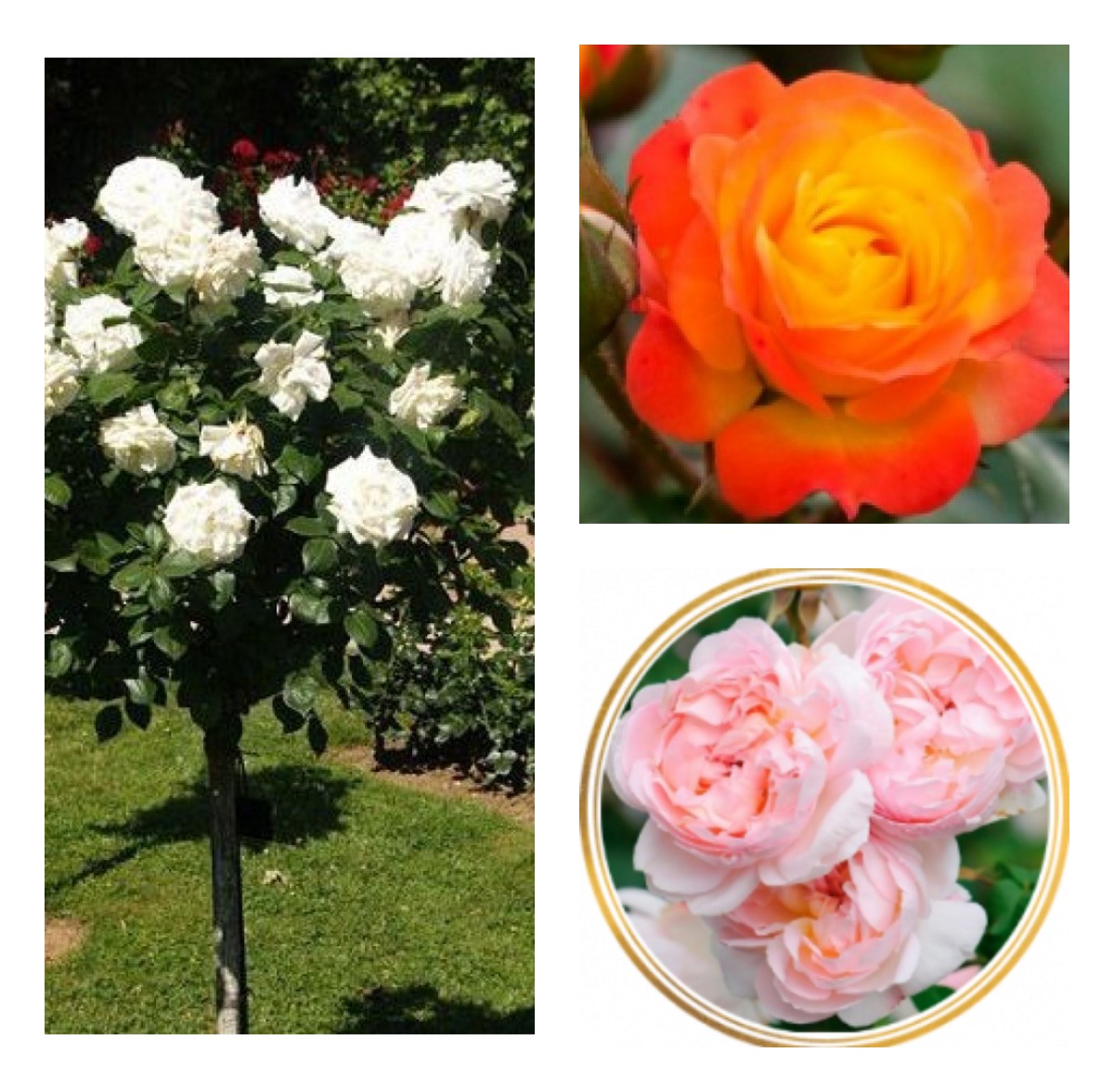 Комплект Р6-3 саженца (Штамбовые розы Румба, Аннапюрна, Шарифа Асма)
