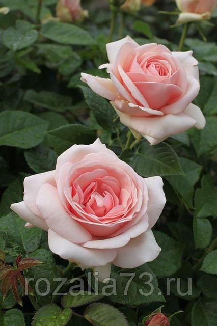 Саженец чайно-гибридной розы Афродита (Aphrodite)