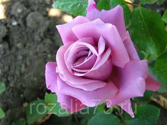 Саженец чайно-гибридной розы Блю Парфюм (Blue Parfume)