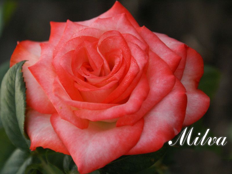 Саженец чайно-гибридной розы Мильва (Milva)