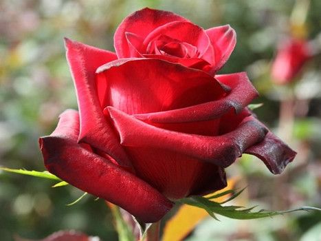 Саженец чайно-гибридной розы Ред Париж (Red Paris)