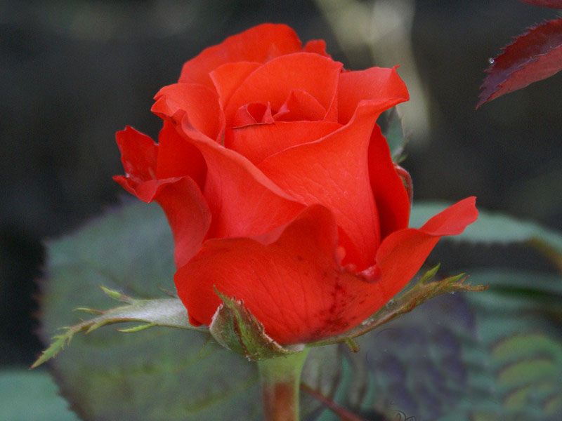 Саженец чайно-гибридной розы Роял Массай (Royal Massay)
