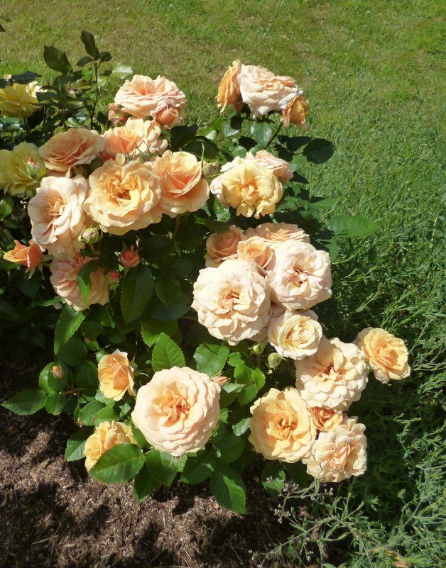 Саженец миниатюрной розы Александра Кордана (Alexandra Kordana)