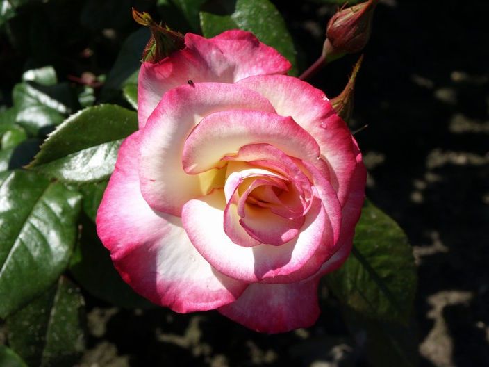 Саженец плетистой розы Хендель (Handel)