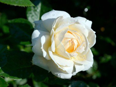 Саженец плетистой розы Мон Жарден / Монд Жарден (Mon Jardin)