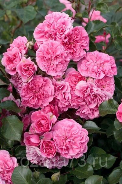 Саженец почвопокровной розы Лэс Кватре Сизонс (Les Quatre Saisons)