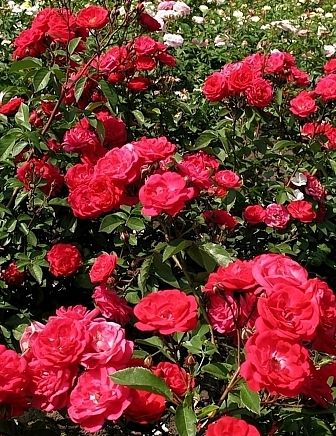 Саженец почвопокровной розы Майнауфойер (Mainaufeuer)