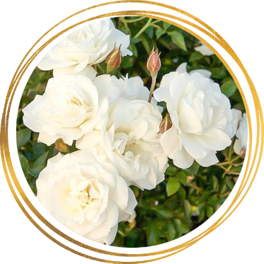 Саженец полиантовой розы Диадэм Уайт (Diadem White)