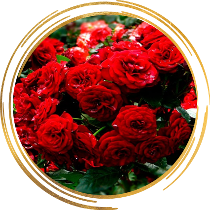 Саженец полиантовой розы Ред Диадем (Red Diadem)