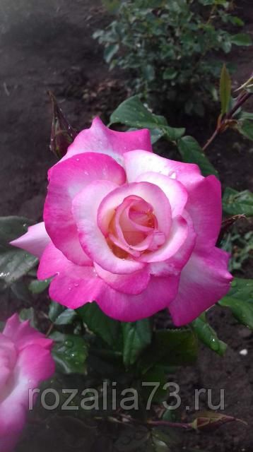 Саженец розы флорибунды Арифа (Arifa)