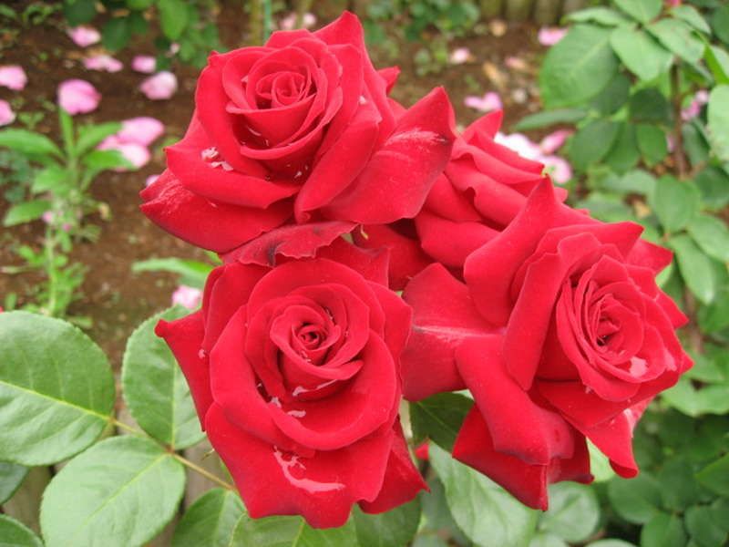 Саженец розы флорибунды Никколо Паганини (Niccolo Paganini)