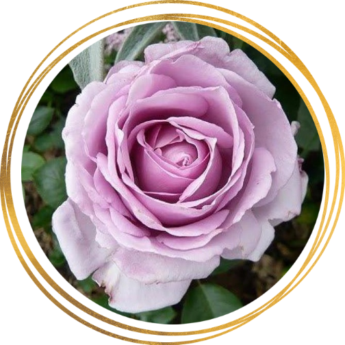 Саженец шраб розы Ля Роз дю Пти Принс (La Rose du Petit Prince)