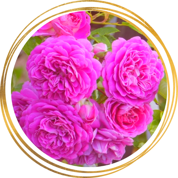 Саженец шраб розы Мелина (Melina)