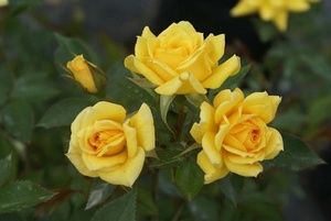 Саженец спрей розы Йеллоу Эвелин (Yellow Eveline)
