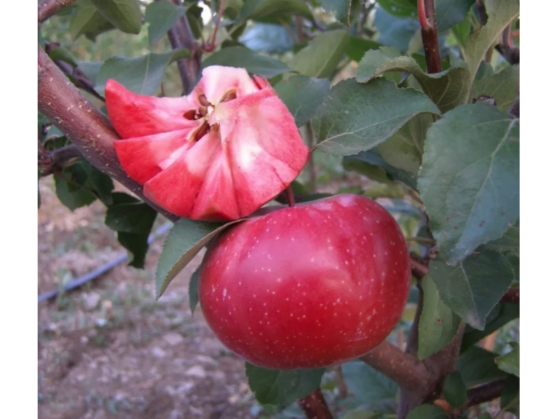 Саженец красномясой яблони Байя Мариса (Baya Marisa)