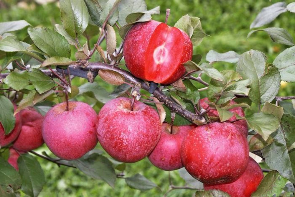 Яблоня красномясая Редлав Одиссо (Redlove Odysso)